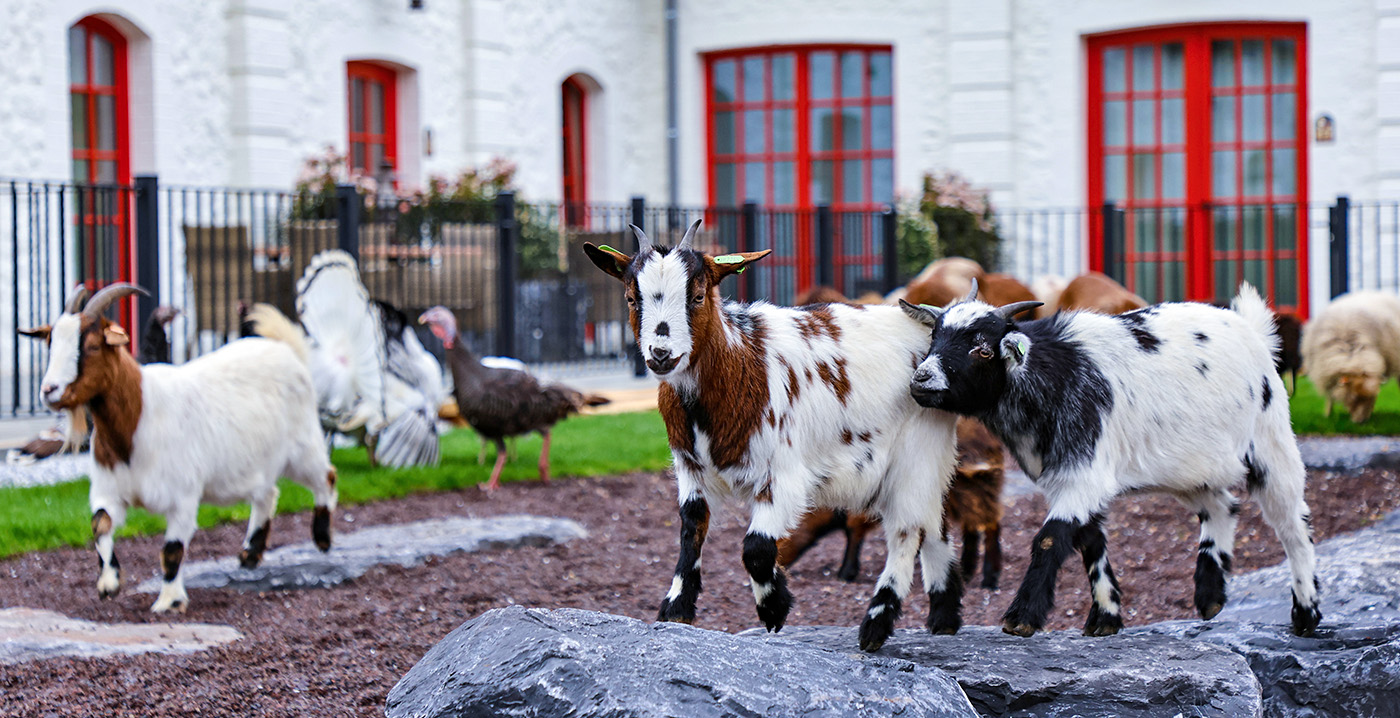 Foto's: dierentuin Pairi Daiza opent vernieuwde boerderij, inclusief slaapplekken