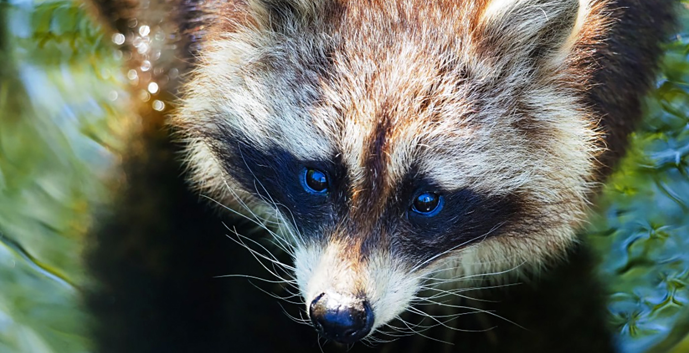 Friese dierentuin vindt zes ontsnapte wasberen terug, vijf zijn er nog spoorloos