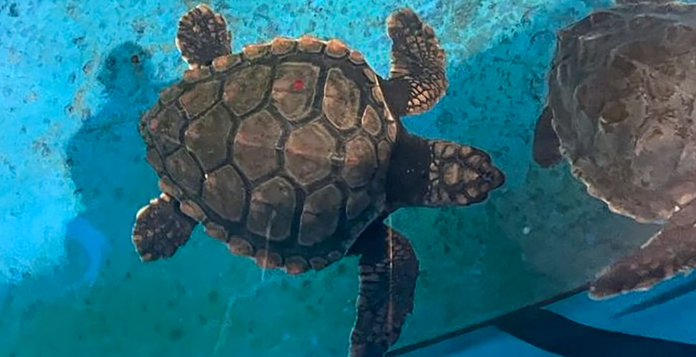 Drama in Diergaarde Blijdorp: vijf zeeschildpadden dood door technisch mankement