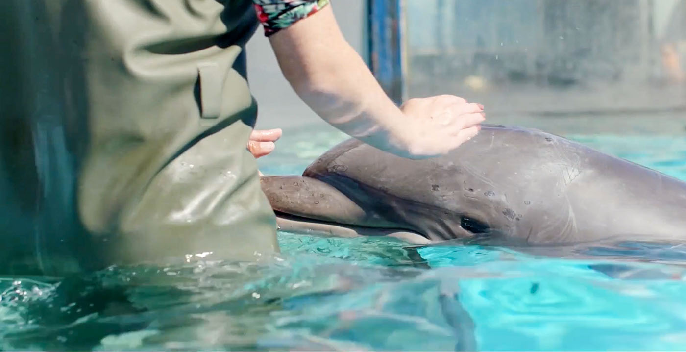 Minister boos over betaalde ontmoetingen met dolfijnen in Dolfinarium Harderwijk