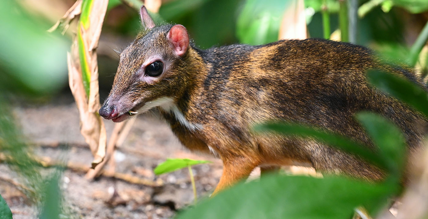 Zeldzame verschijning in Wildlands Emmen: nieuwe diersoort in overdekte jungle