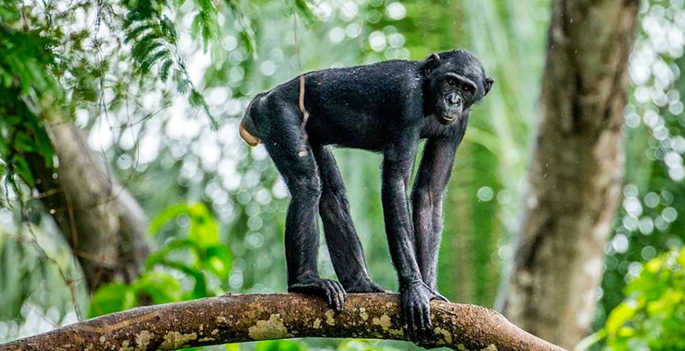 Gevaar is geweken: ontsnapte bonobo Ouwehands Dierenpark terug in verblijf