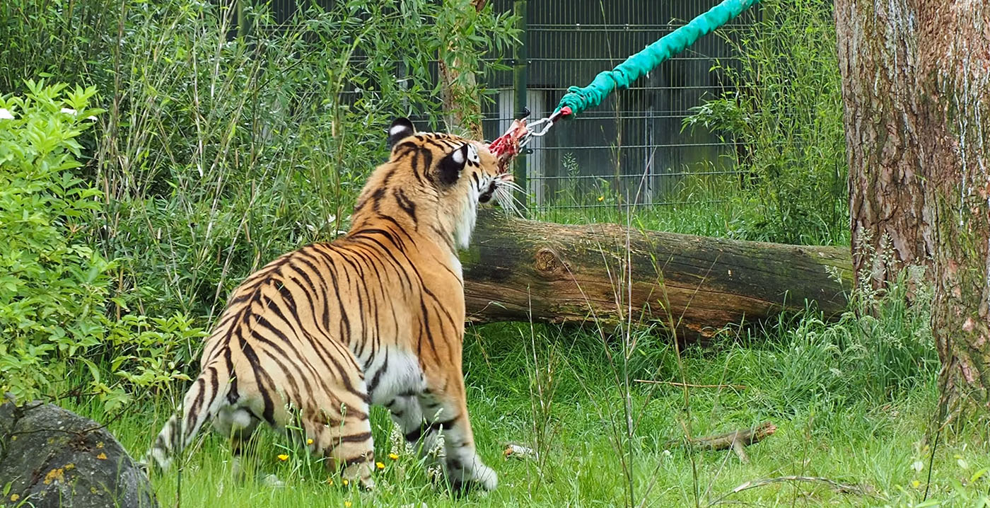 Bijzondere beelden: tijger in Beekse Bergen speelt met bungeekoord