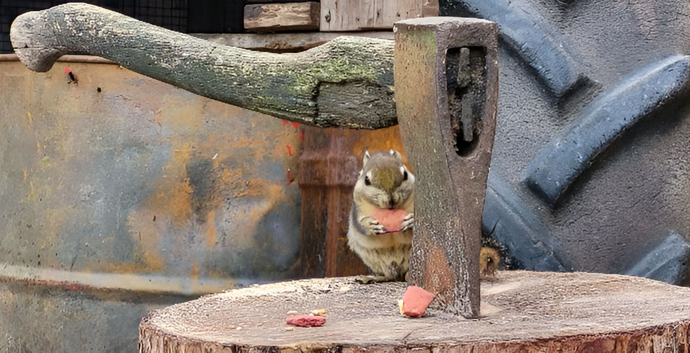 Dierenpark Wildlands presenteert nieuwe diersoort in verbouwd verblijf