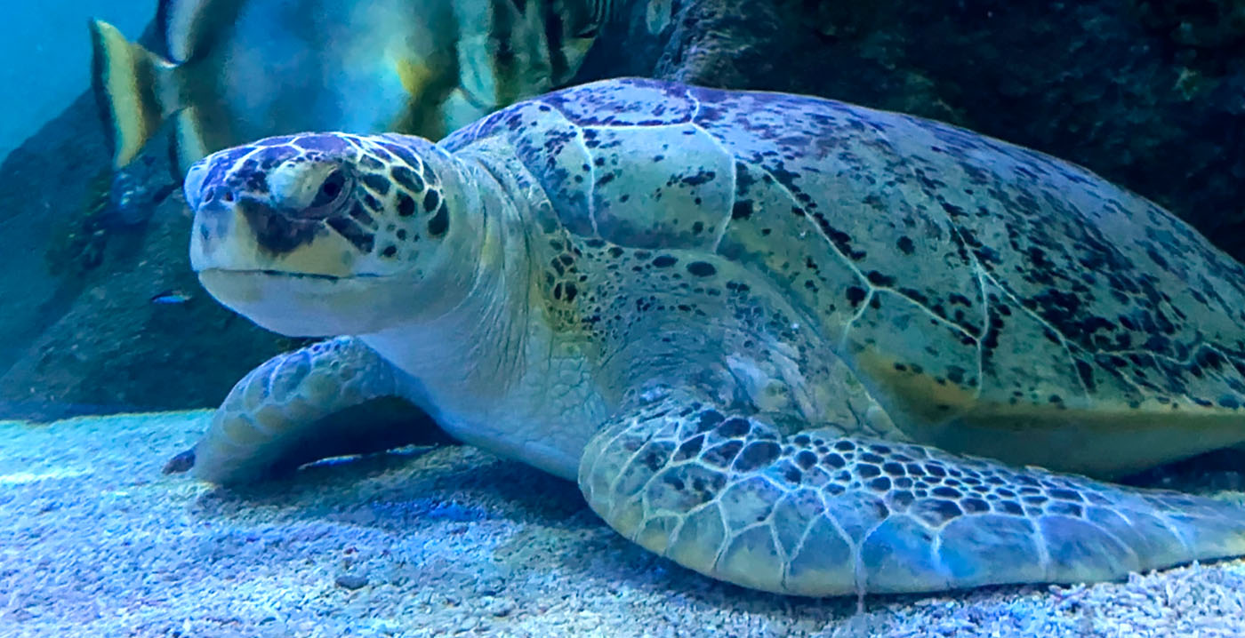 Sea Life Scheveningen niet gediend van lage score in marktonderzoek: 'Valt enorm in de smaak'
