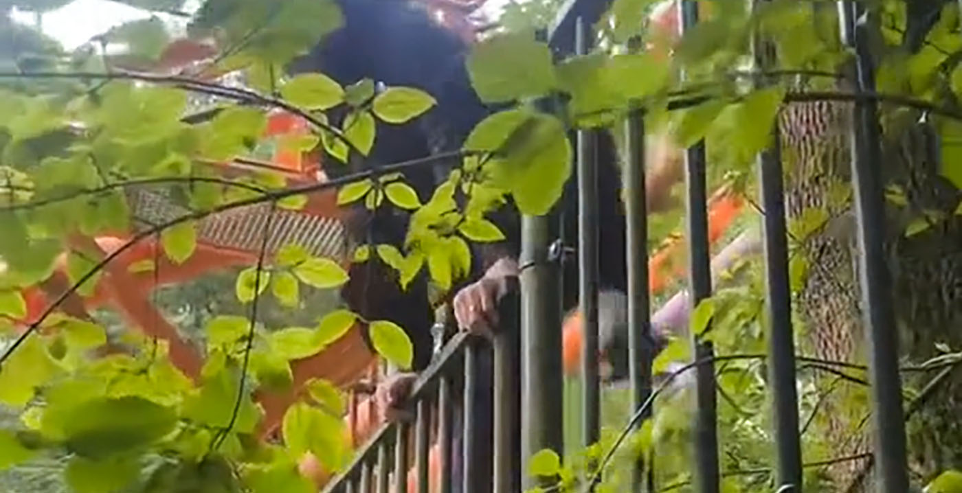 Walibi Holland zonder te betalen: TikTok-gebruikers klimmen over hek heen