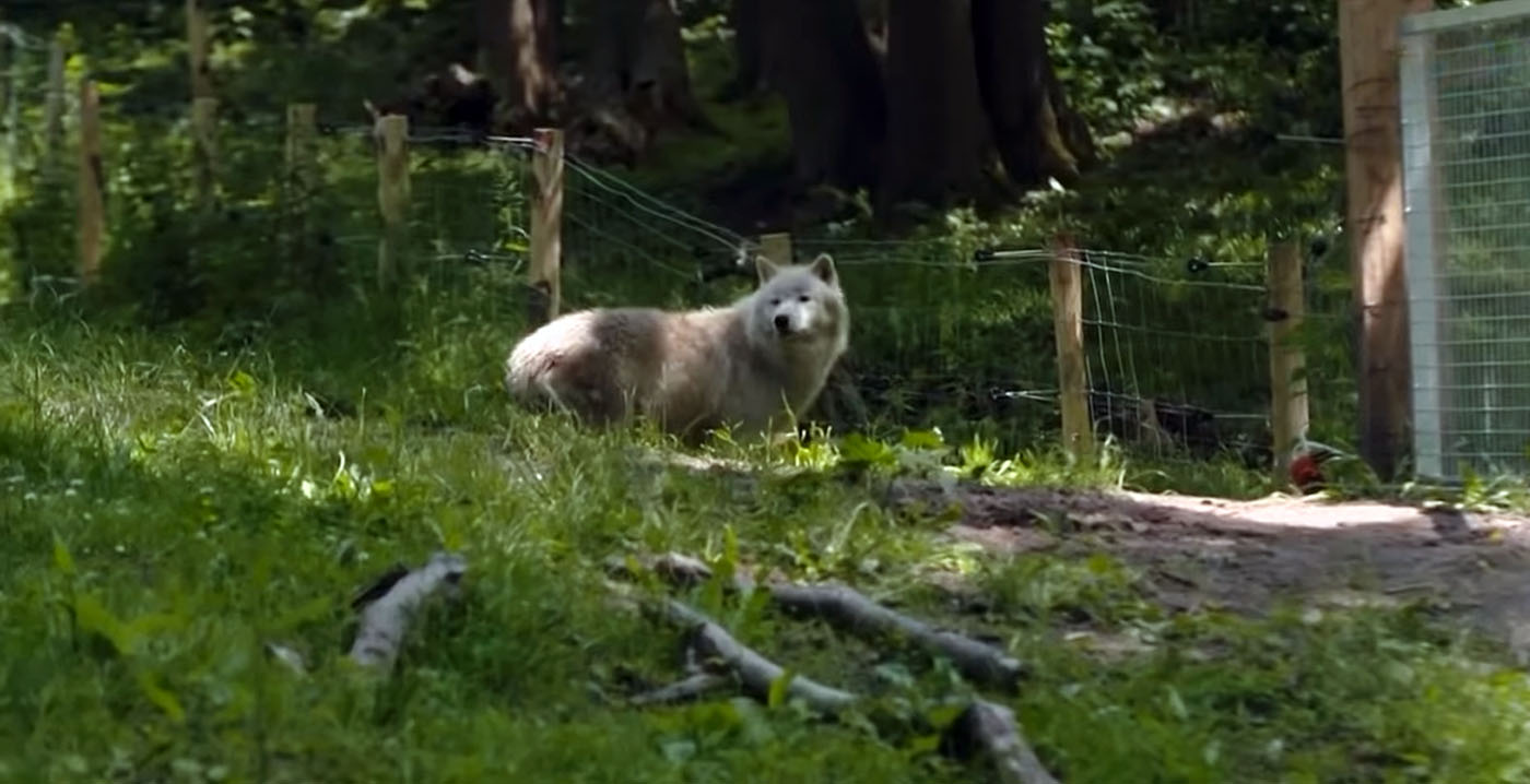 Vrouw aangevallen door wolven in Frans dierenpark