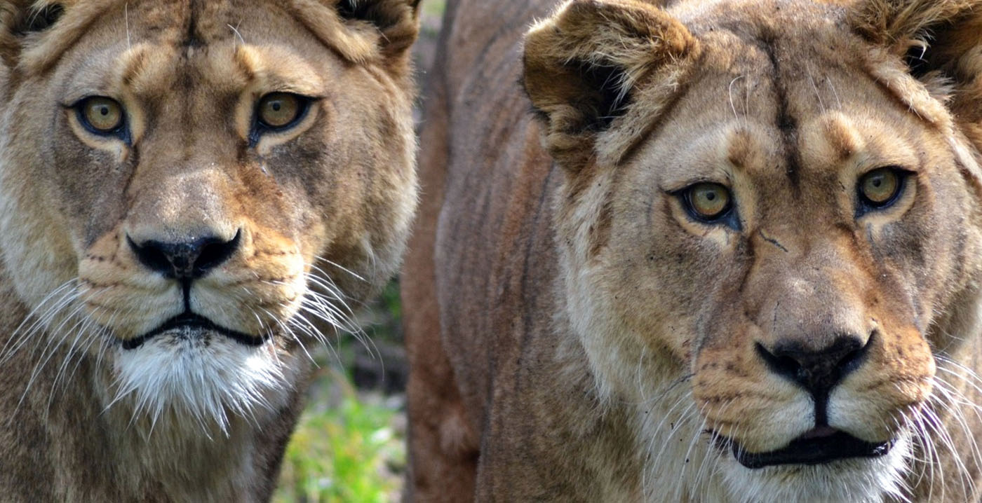 Stagiair opgesloten bij loslopende leeuwen in dierentuin Belfast
