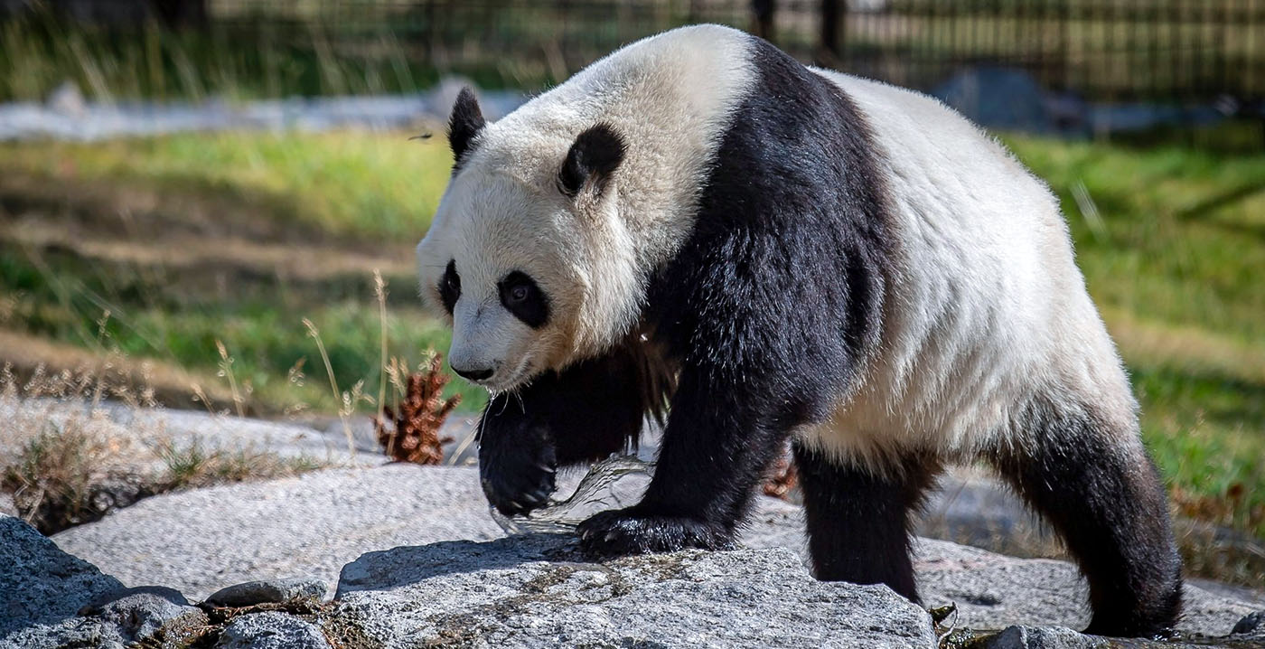 Finse dierentuin stuurt dure reuzenpanda's voortijdig terug naar China