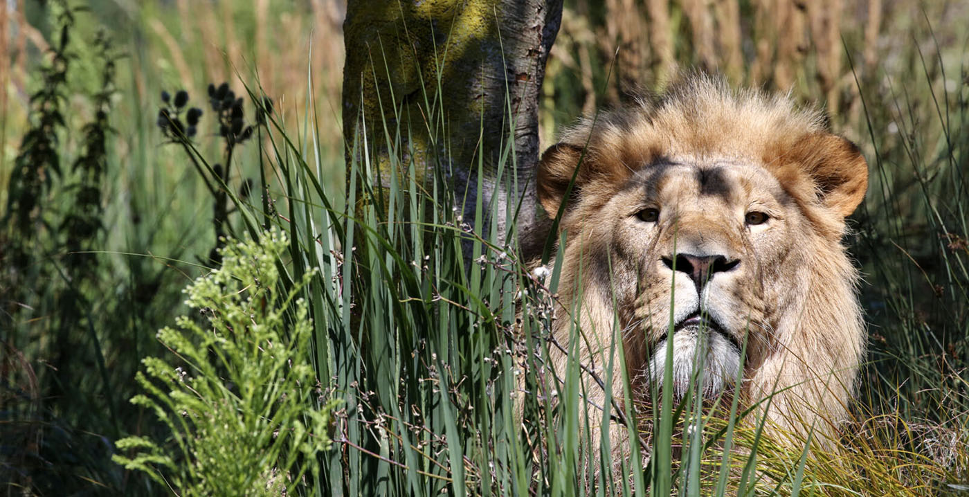 Partij voor de Dieren vergelijkt dieren in Artis met tentoonstellen van Congolezen: 'Zeer onwetend'