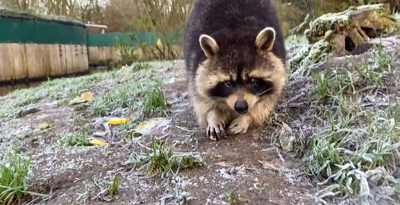 Nog meer wasberen ontsnapt uit Friese dierentuin