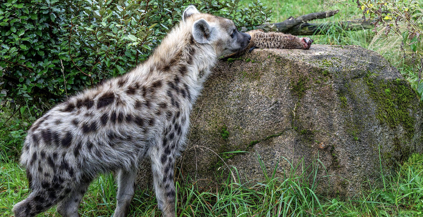 Dierentuin choqueert bezoekers: stokstaartjes gedood en aan hyena's gevoerd