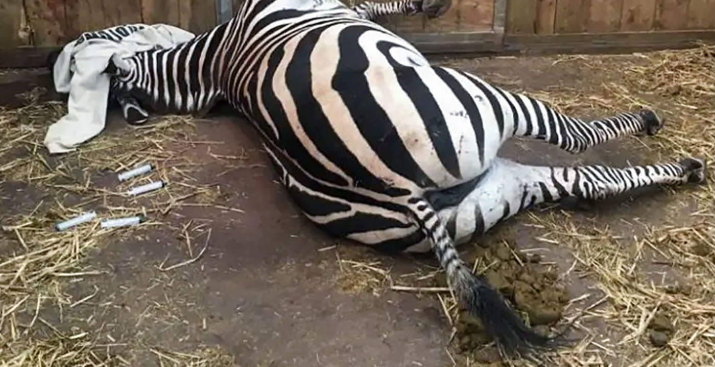 Engelse dierentuin onder vuur: beschuldigingen van dierenmishandeling