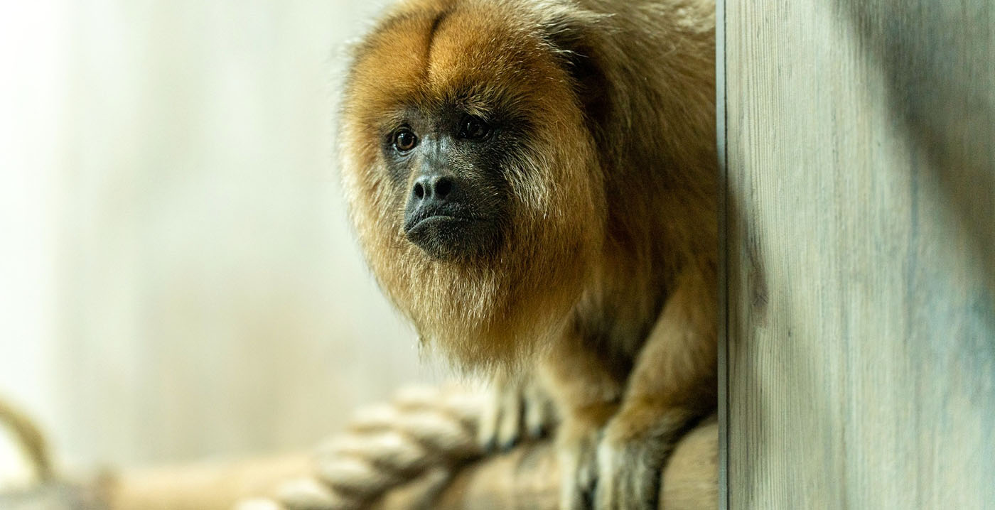 GaiaZoo verwelkomt zwarte brulapen in nieuw verblijf