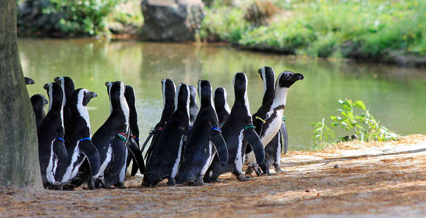 Pinguïngebied in Friese dierentuin dicht na veertien sterfgevallen