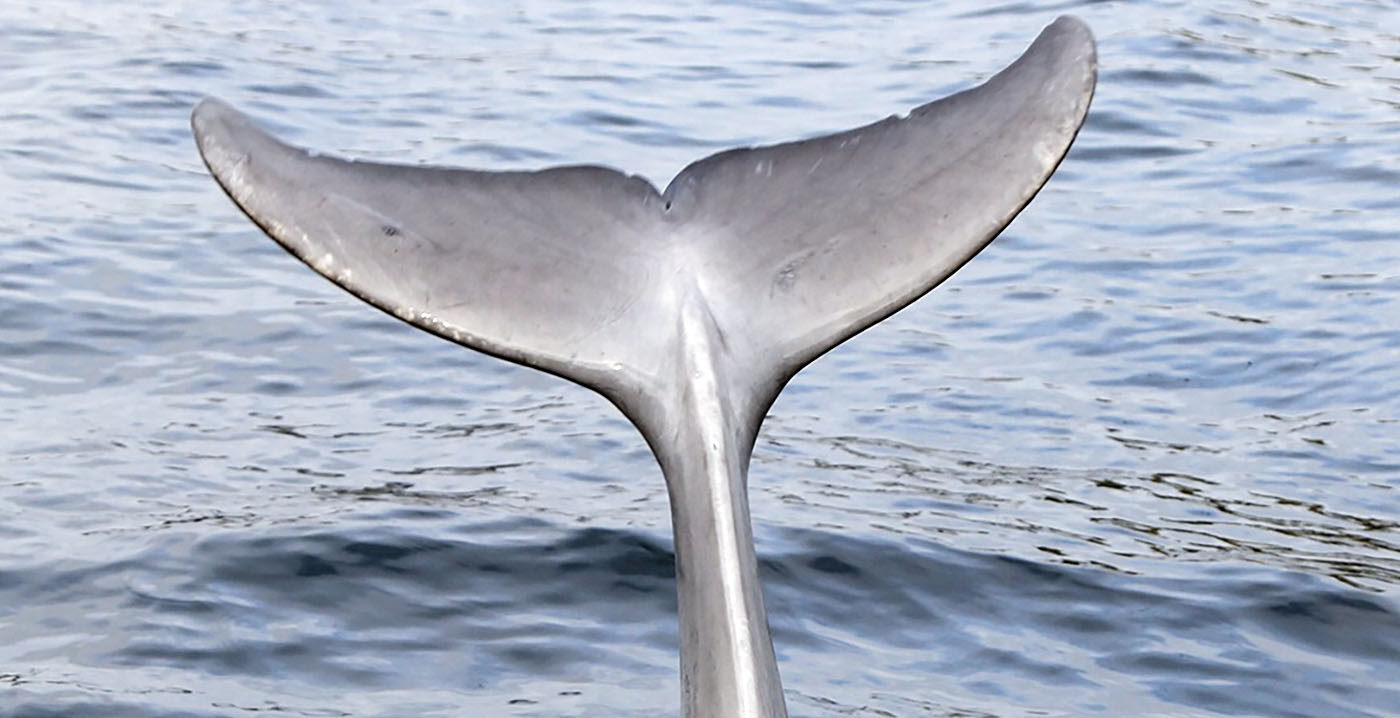 Kritiek op Dolfinarium zwelt aan: zes politieke partijen willen uitsterfbeleid voor dolfijnen