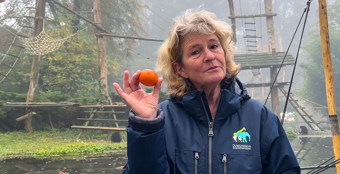 Ouwehands Dierenpark denkt dat babygibbon overleden is door mandarijn van bezoeker