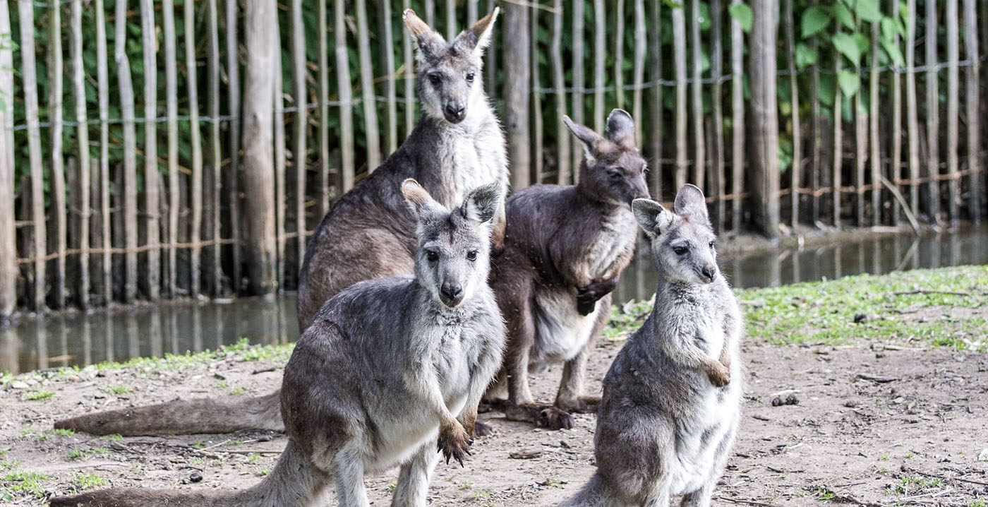 Wallaby ontsnapt uit Brabantse dierentuin: dier is iedereen te snel af