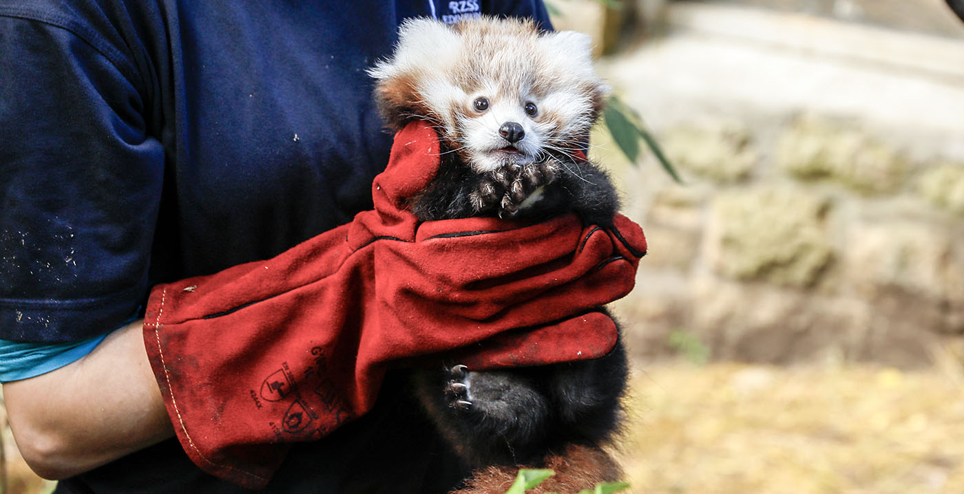 Babypanda in dierentuin schrikt zich letterlijk dood door vuurwerk