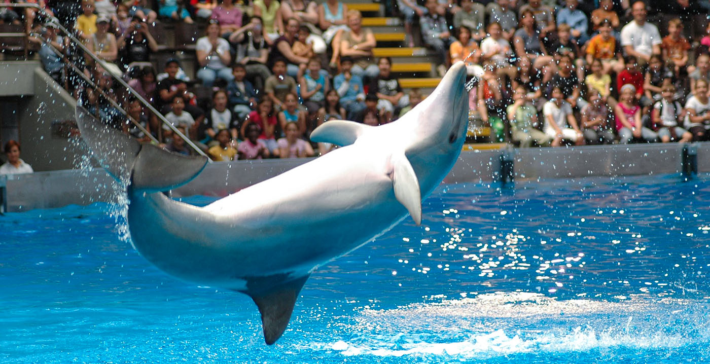Minister hakt knoop door over Belgisch dolfinarium: binnen dertien jaar geen dolfijnen meer