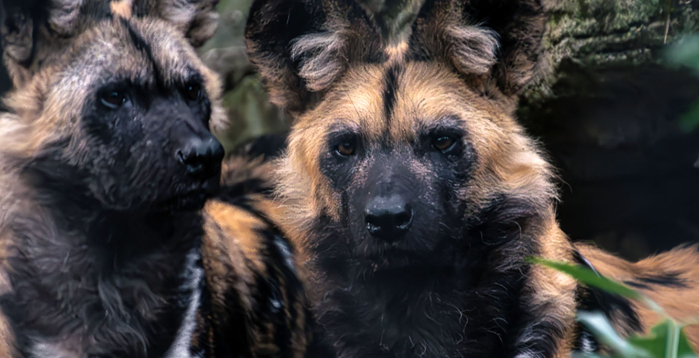 Artis neemt afscheid van Afrikaanse wilde honden: laatste dieren ingeslapen