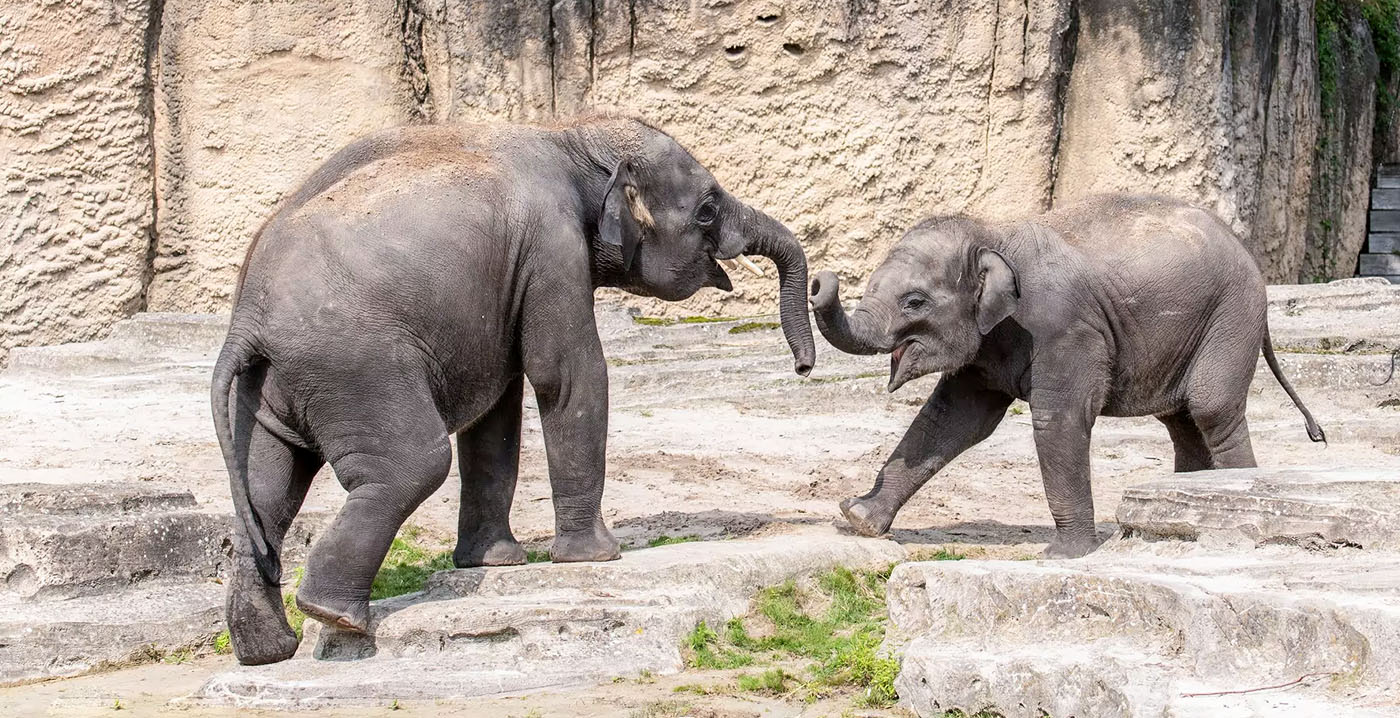 Wildlands Emmen in rouw na dood van twee olifantjes: 'Grote verslagenheid'