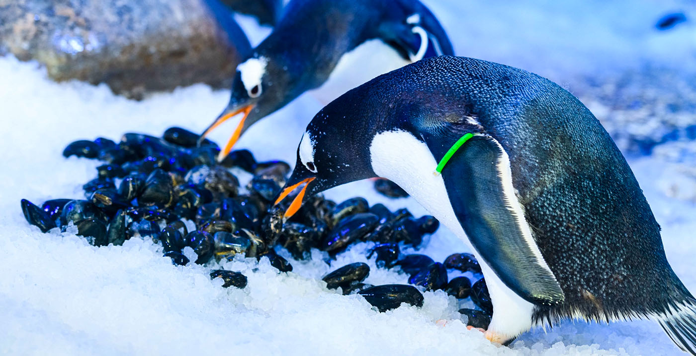 Britse parlementsleden eisen dat Sea Life London stopt met houden van pinguïns in verblijf zonder daglicht