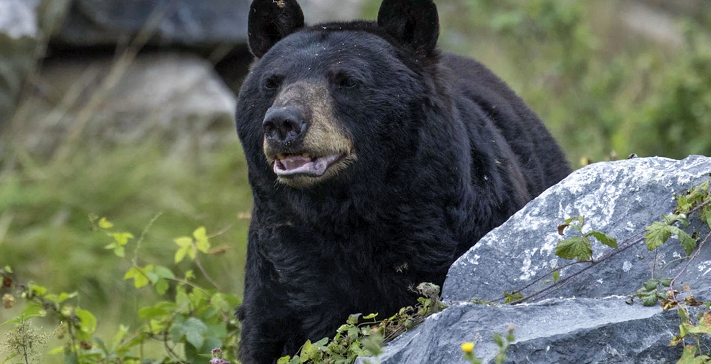 Dramatisch gevecht tussen twee beren in Belgische dierentuin loopt dodelijk af