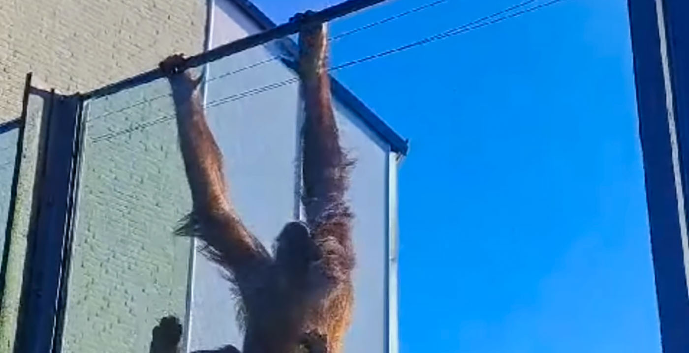 Ouwehands Dierenpark op scherp door ontsnappingspoging orang-oetan: 'We willen ongelukken voorkomen'