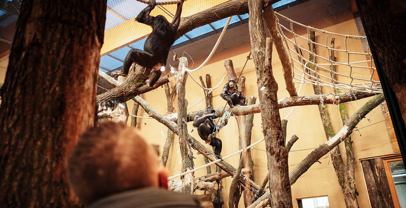 Video: DierenPark Amersfoort opent nieuwe Chimpanseevallei
