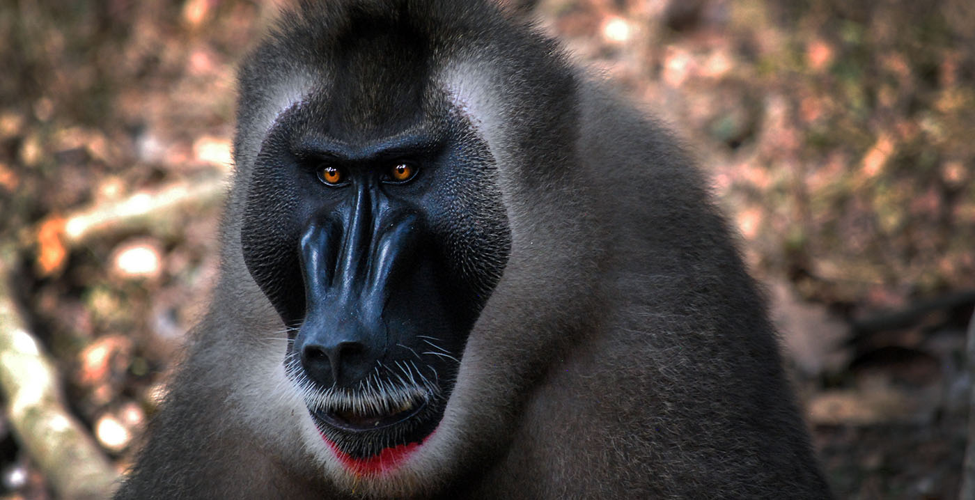 Bijzondere nieuwe dieren in ZooParc Overloon, waaronder apensoort die nog niet in Nederland voorkomt