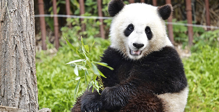 Belgische dierentuin haalt babypanda weg bij moeder