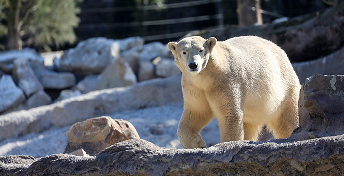 Belgische dierentuin Pairi Daiza verwelkomt ijsberen in nieuw verblijf