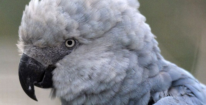 Belgisch dierenpark wil uitgestorven diersoort terugbrengen in het wild