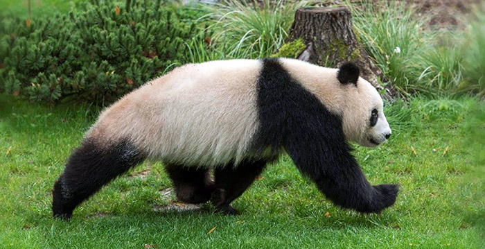 Dierentuin wil gefrustreerd pandavrouwtje genezen met seks