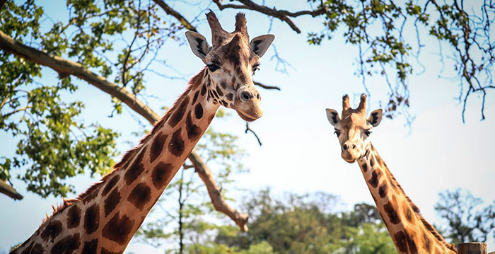 Belgische dierentuin laat bezoekers slapen tussen de dieren