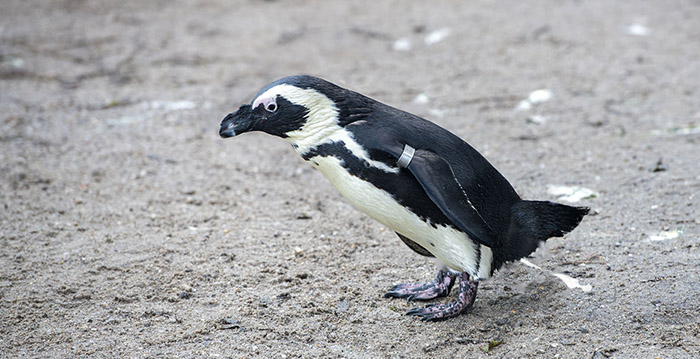 Inzamelingsactie Artis staat in het teken van poepende dieren
