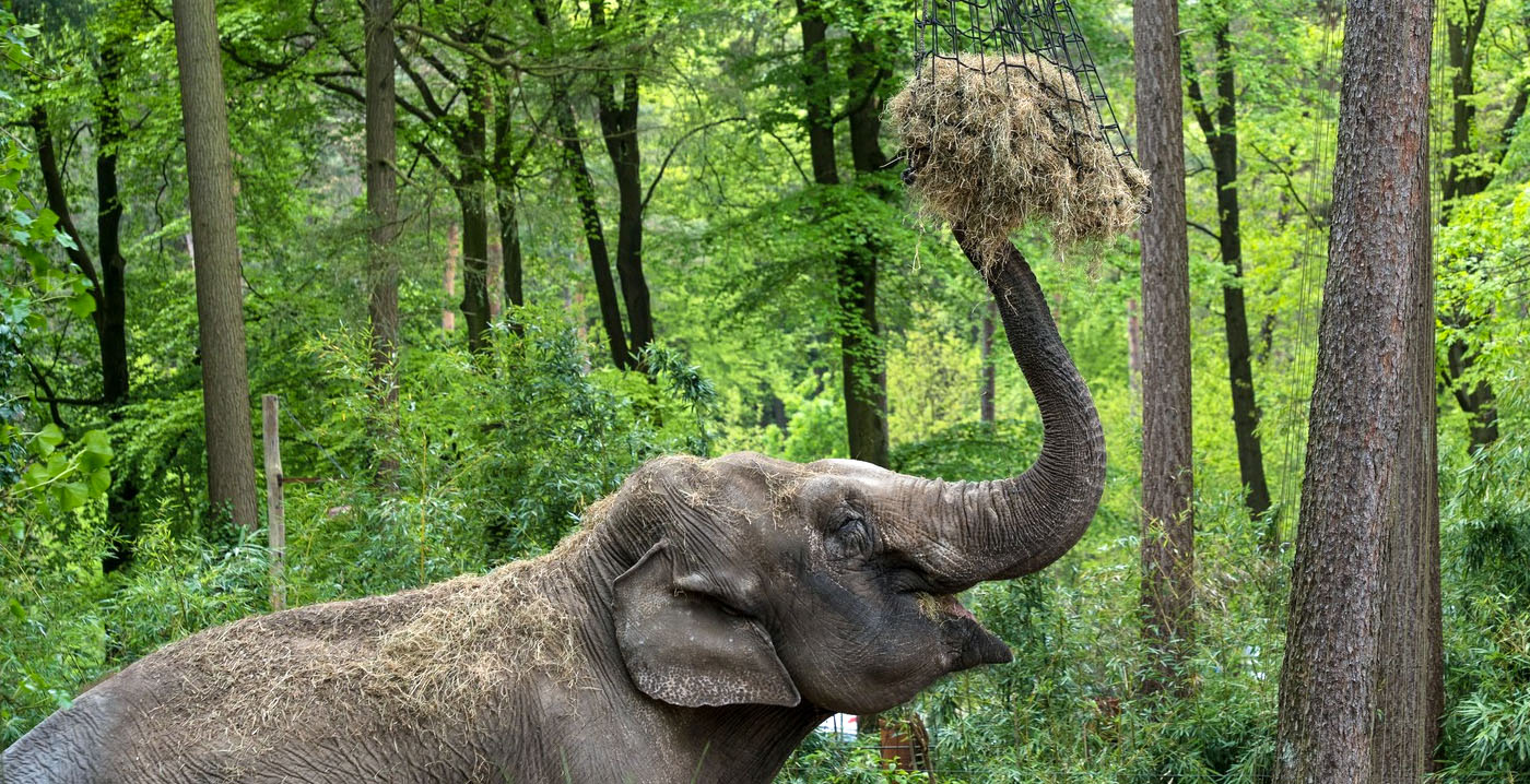 Bezoekersaantal Burgers' Zoo licht gestegen in 2024