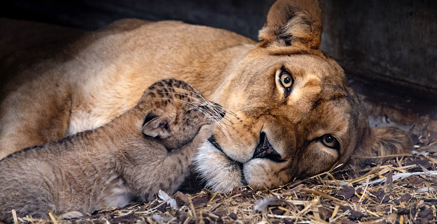 Voor het derde jaar op rij meer bezoekers in Wildlands Adventure Zoo Emmen