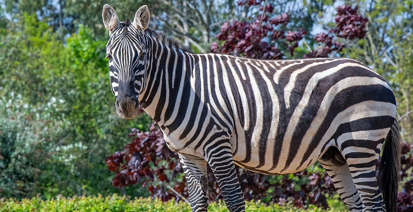 Engels dierentuin deelt triest nieuws: zebra dood na aanvaring met neushoorn