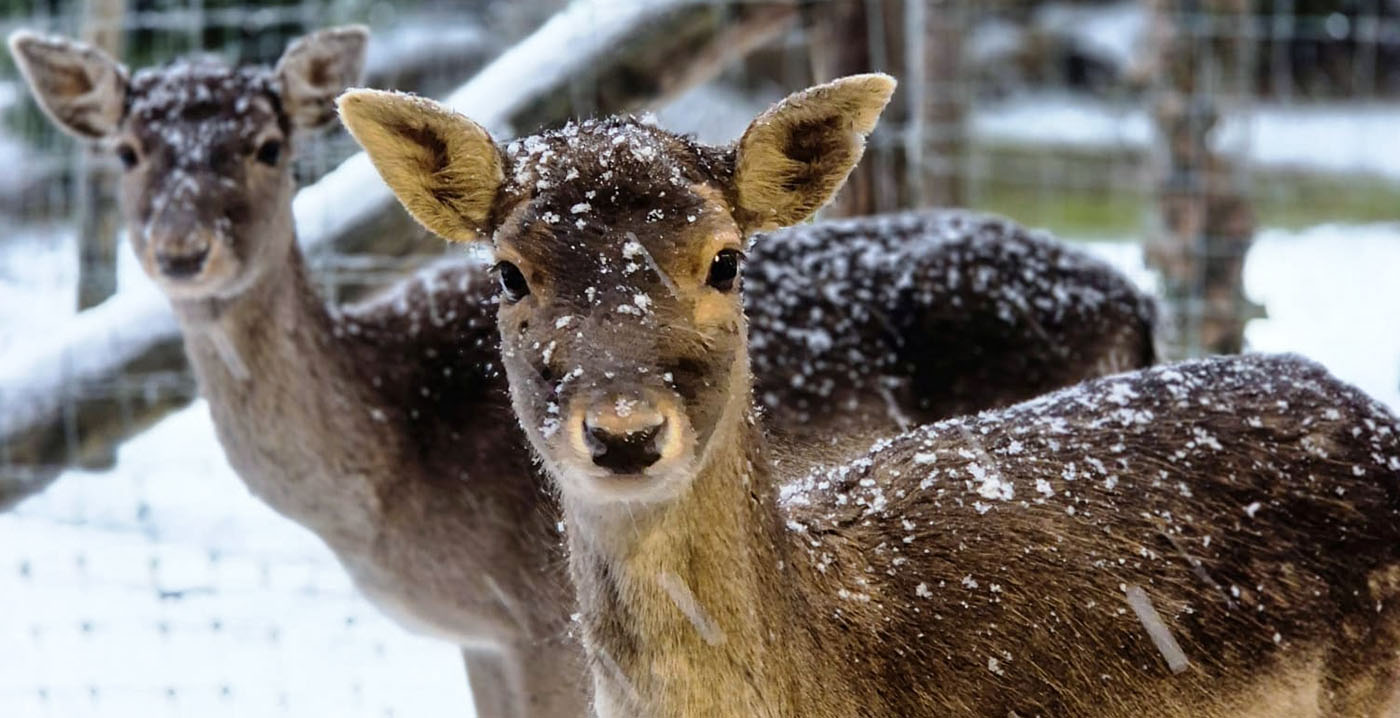 Experts pleiten voor doden van overtollige dierentuindieren: populairste dierenpark van de Benelux reageert