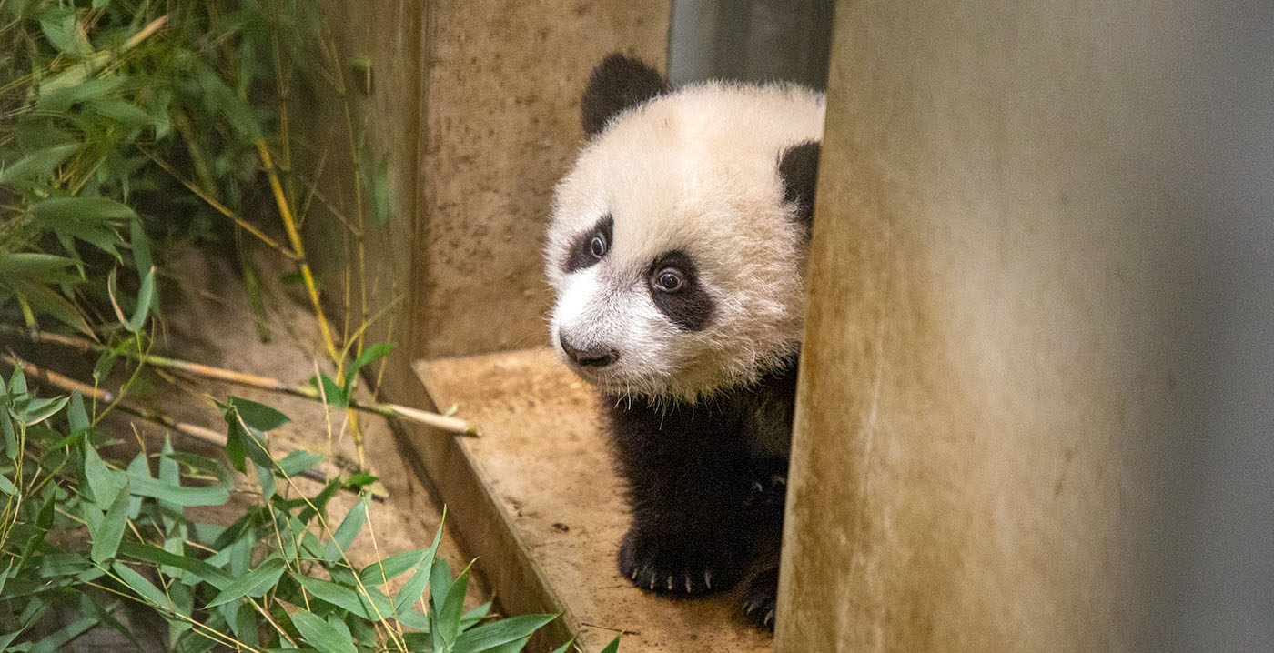 Pandajong Ouwehands Dierenpark vanaf vandaag zichtbaar voor publiek