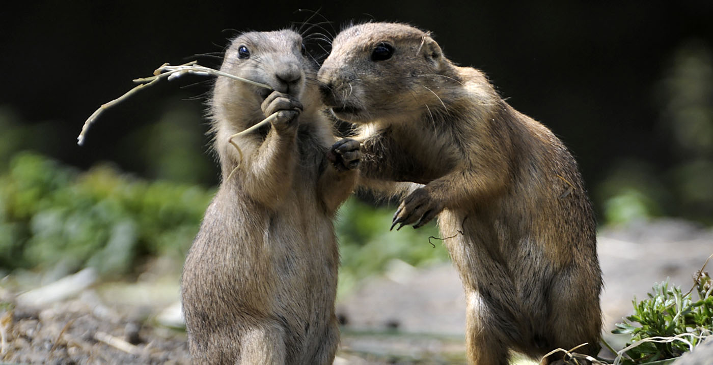 Blijdorp ontslaat medewerker na stelen van koekjes, maar rechter grijpt in