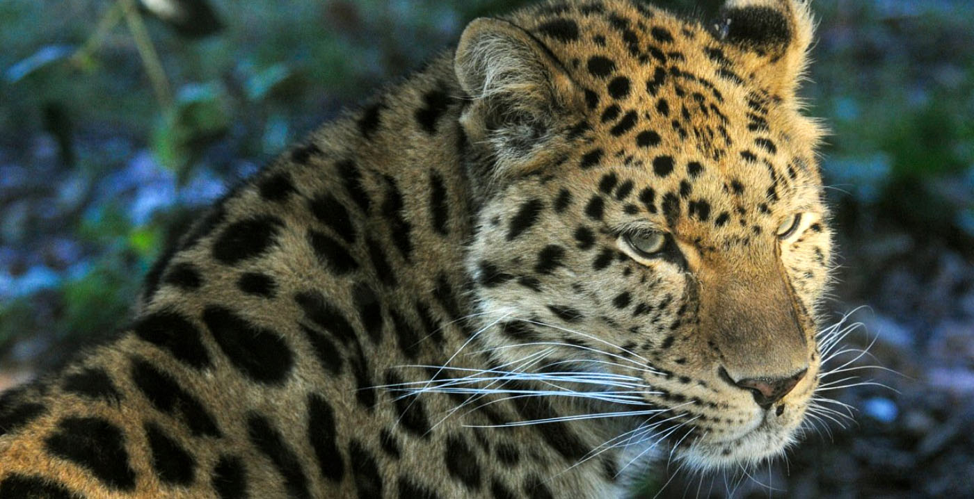 Plan voor amoerpanters in Ouwehands Dierenpark in de ijskast: kosten te hoog