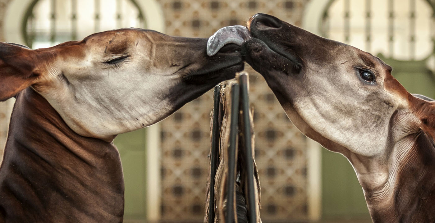 Speciale valentijnsavonden in Zoo Antwerpen: 'Intiem avondje uit tussen slapende dieren'