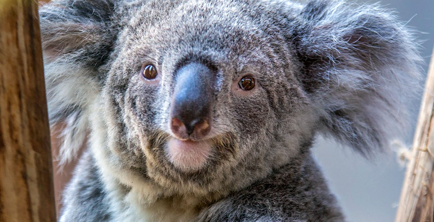 Meer bezoekers in Ouwehands Dierenpark: 'Mede dankzij koala's'