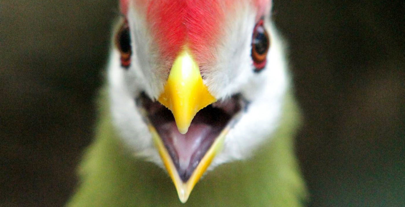 Burgers' Zoo weg van X: 'Besloten dit platform achter ons te laten'