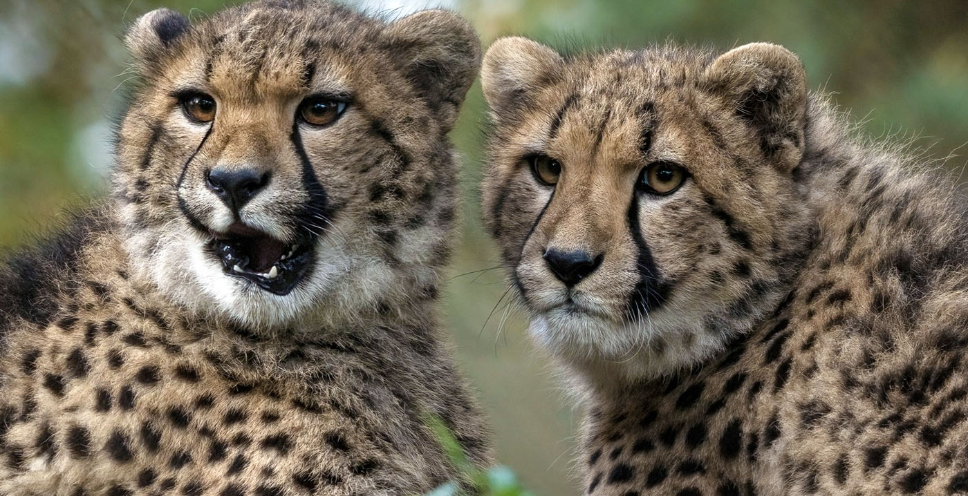 Populairste dierentuin van Nederland is ook de duurste: entreeprijs Beekse Bergen naar 31,50 euro