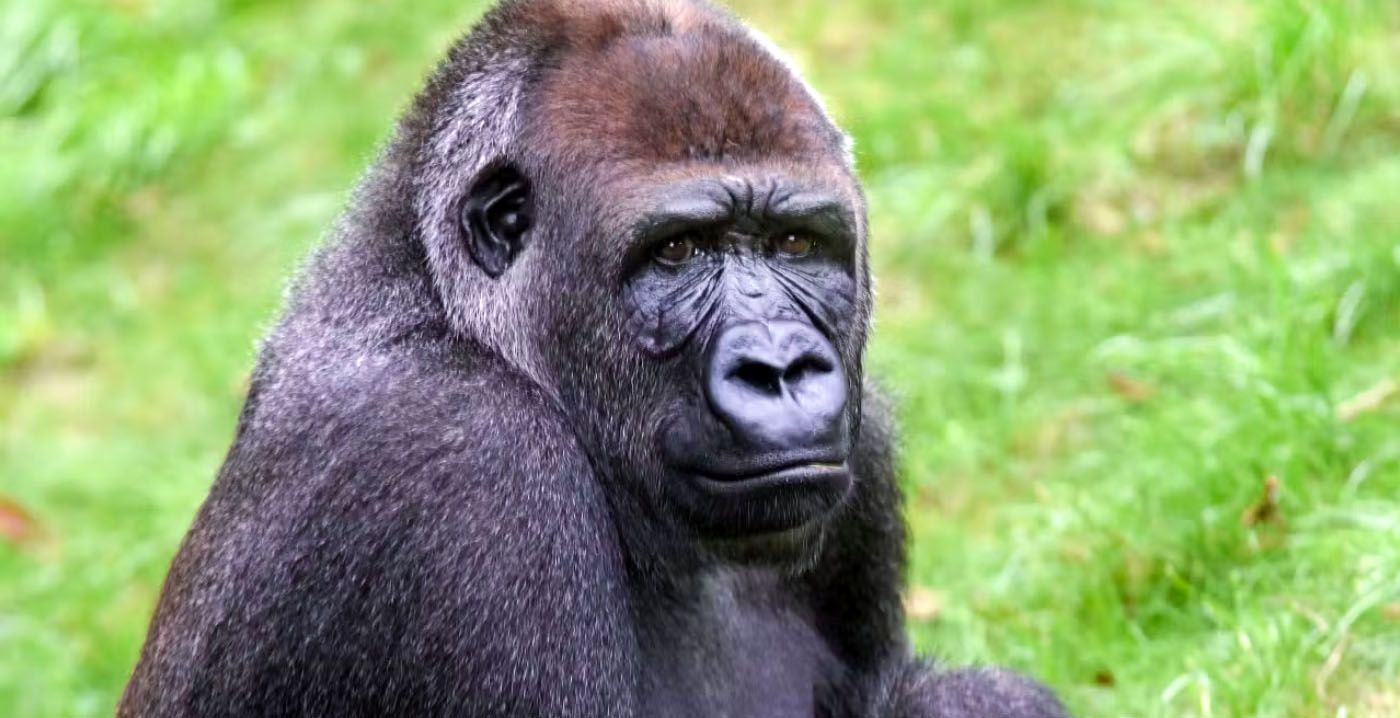 Diergaarde Blijdorp denkt dat gorilla's niet gelukkig zijn: 'Inactief en zwaarder geworden'