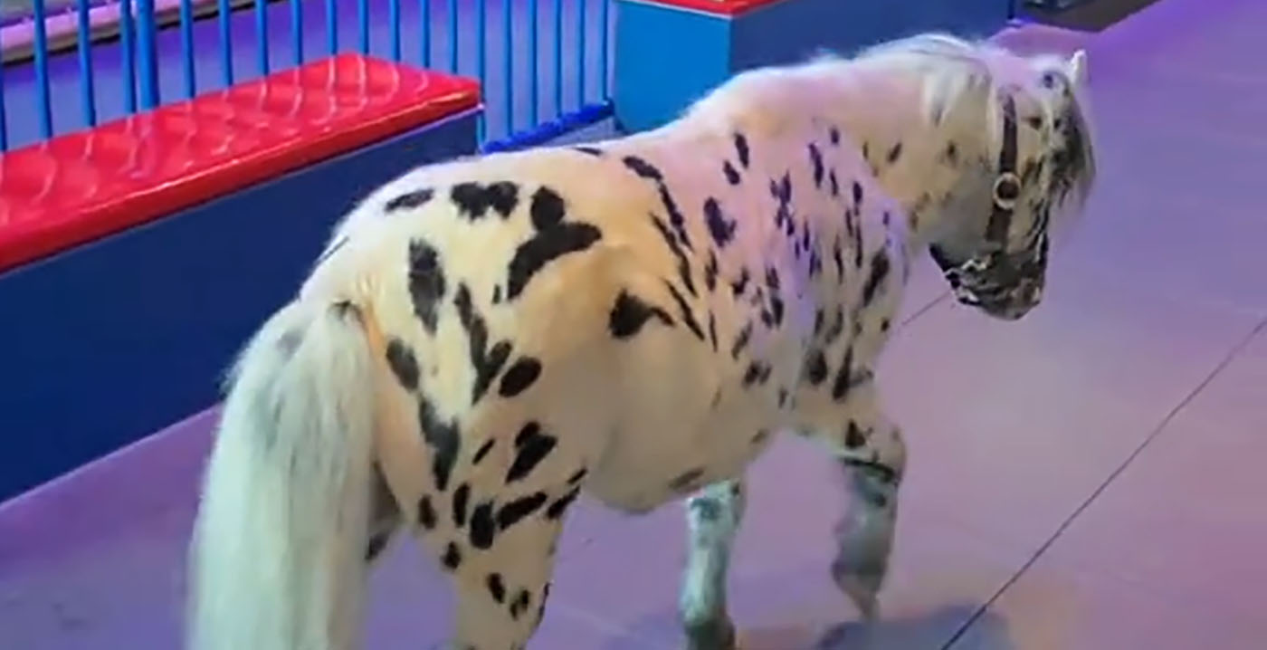 Carnaval in Brabants pretpark: er staat een paard in de gang